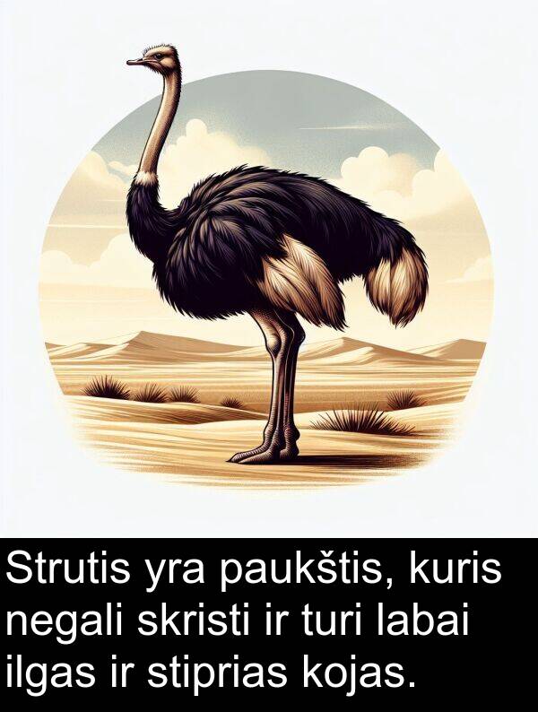 ilgas: Strutis yra paukštis, kuris negali skristi ir turi labai ilgas ir stiprias kojas.