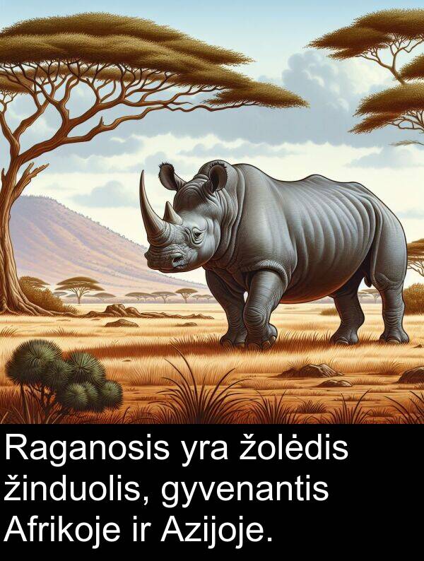 gyvenantis: Raganosis yra žolėdis žinduolis, gyvenantis Afrikoje ir Azijoje.