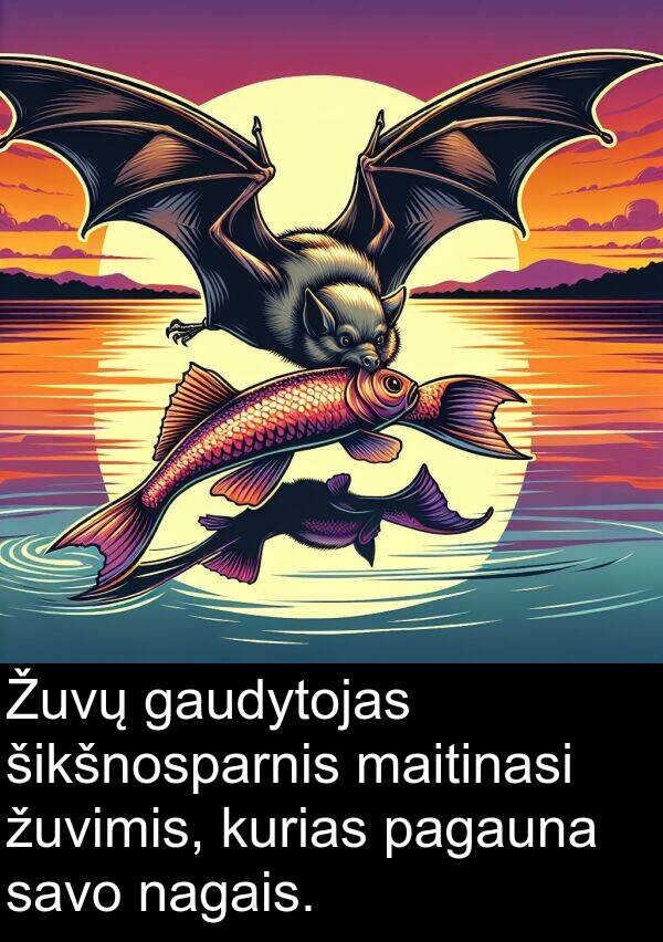 maitinasi: Žuvų gaudytojas šikšnosparnis maitinasi žuvimis, kurias pagauna savo nagais.