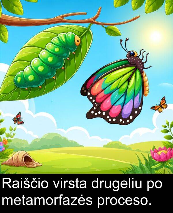 drugeliu: Raiščio virsta drugeliu po metamorfazės proceso.