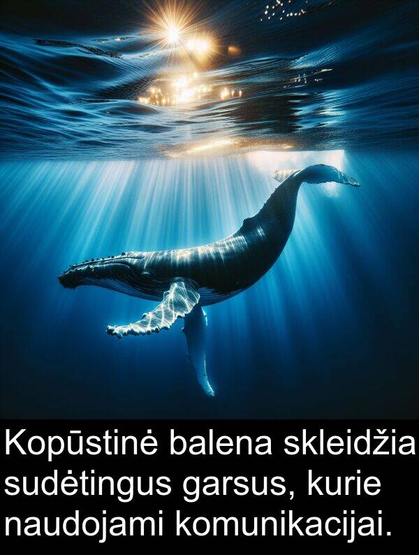 balena: Kopūstinė balena skleidžia sudėtingus garsus, kurie naudojami komunikacijai.