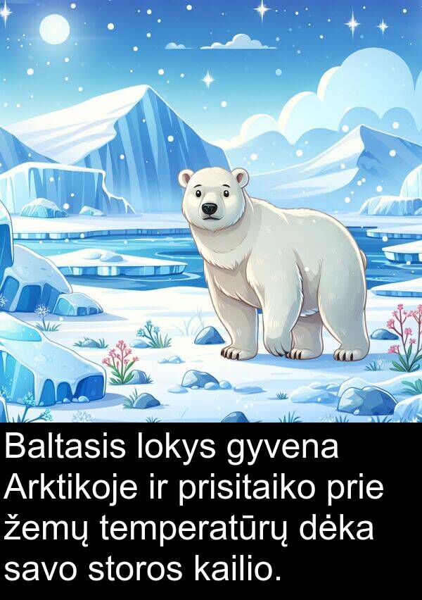 žemų: Baltasis lokys gyvena Arktikoje ir prisitaiko prie žemų temperatūrų dėka savo storos kailio.