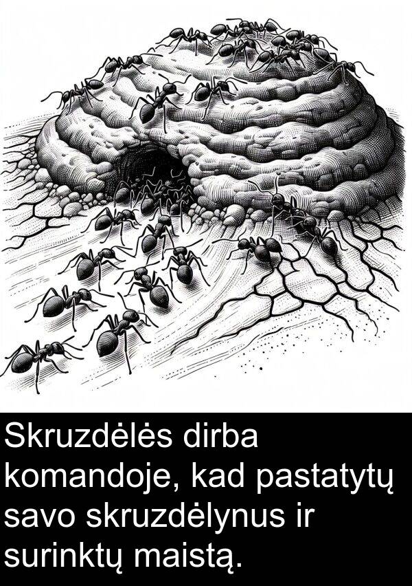 maistą: Skruzdėlės dirba komandoje, kad pastatytų savo skruzdėlynus ir surinktų maistą.