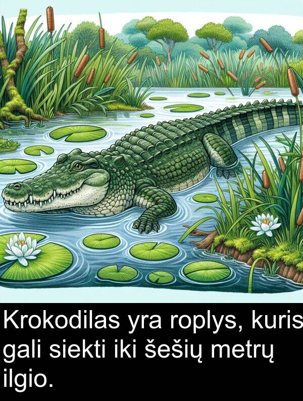 šešių: Krokodilas yra roplys, kuris gali siekti iki šešių metrų ilgio.