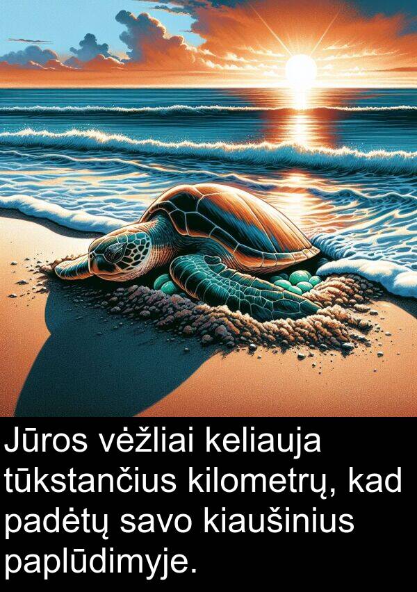 tūkstančius: Jūros vėžliai keliauja tūkstančius kilometrų, kad padėtų savo kiaušinius paplūdimyje.