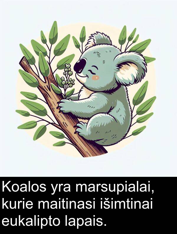maitinasi: Koalos yra marsupialai, kurie maitinasi išimtinai eukalipto lapais.