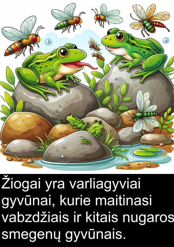 maitinasi: Žiogai yra varliagyviai gyvūnai, kurie maitinasi vabzdžiais ir kitais nugaros smegenų gyvūnais.