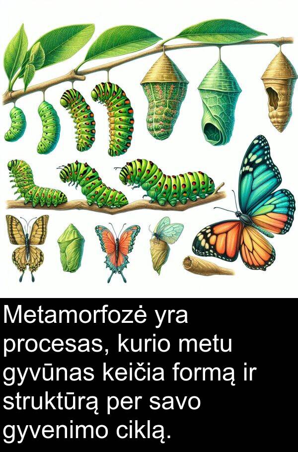ciklą: Metamorfozė yra procesas, kurio metu gyvūnas keičia formą ir struktūrą per savo gyvenimo ciklą.