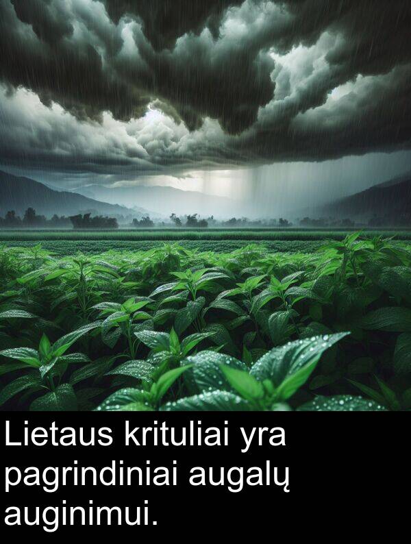 augalų: Lietaus krituliai yra pagrindiniai augalų auginimui.