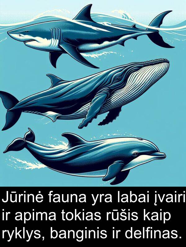 fauna: Jūrinė fauna yra labai įvairi ir apima tokias rūšis kaip ryklys, banginis ir delfinas.