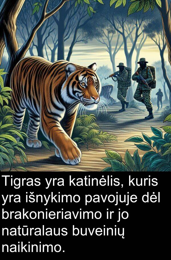 natūralaus: Tigras yra katinėlis, kuris yra išnykimo pavojuje dėl brakonieriavimo ir jo natūralaus buveinių naikinimo.