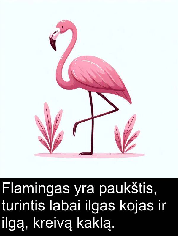 ilgas: Flamingas yra paukštis, turintis labai ilgas kojas ir ilgą, kreivą kaklą.