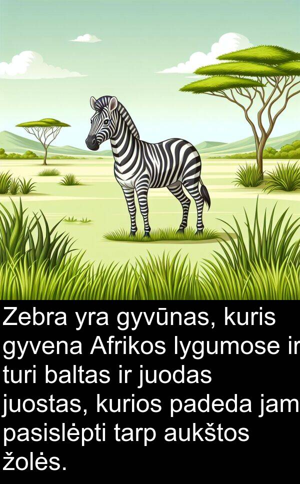 baltas: Zebra yra gyvūnas, kuris gyvena Afrikos lygumose ir turi baltas ir juodas juostas, kurios padeda jam pasislėpti tarp aukštos žolės.