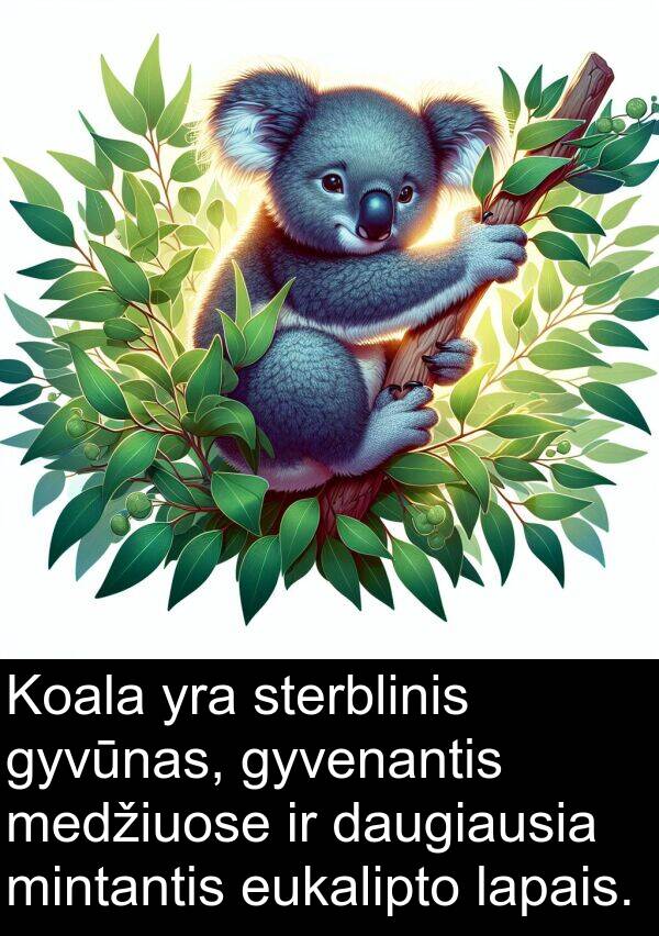 eukalipto: Koala yra sterblinis gyvūnas, gyvenantis medžiuose ir daugiausia mintantis eukalipto lapais.