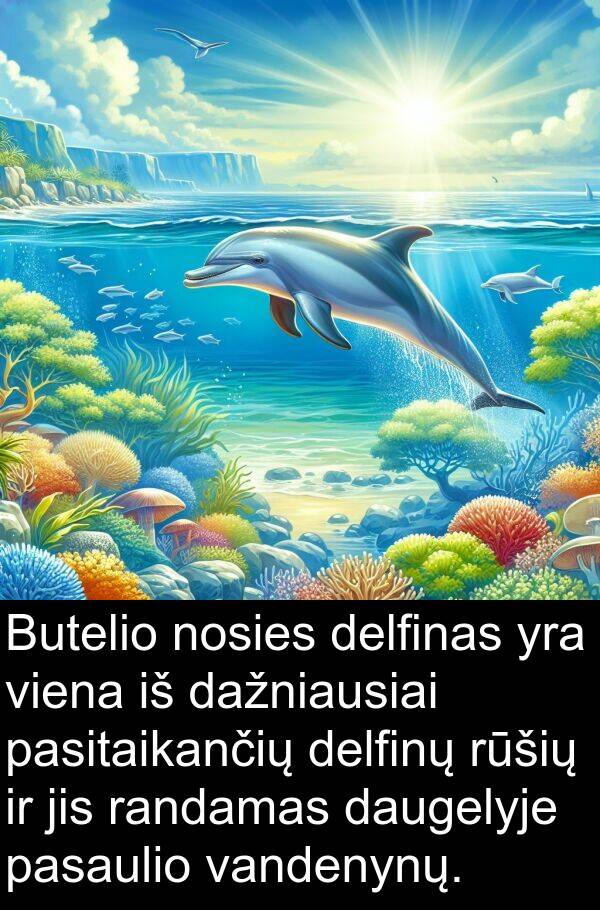 daugelyje: Butelio nosies delfinas yra viena iš dažniausiai pasitaikančių delfinų rūšių ir jis randamas daugelyje pasaulio vandenynų.