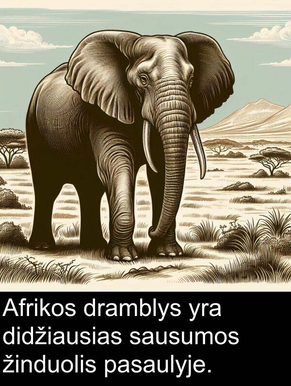 dramblys: Afrikos dramblys yra didžiausias sausumos žinduolis pasaulyje.