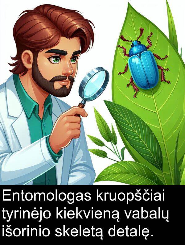 vabalų: Entomologas kruopščiai tyrinėjo kiekvieną vabalų išorinio skeletą detalę.
