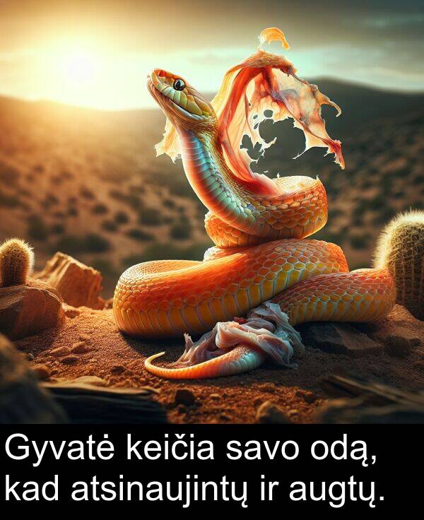 odą: Gyvatė keičia savo odą, kad atsinaujintų ir augtų.