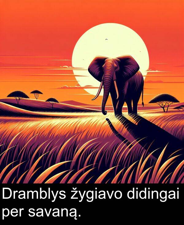 žygiavo: Dramblys žygiavo didingai per savaną.