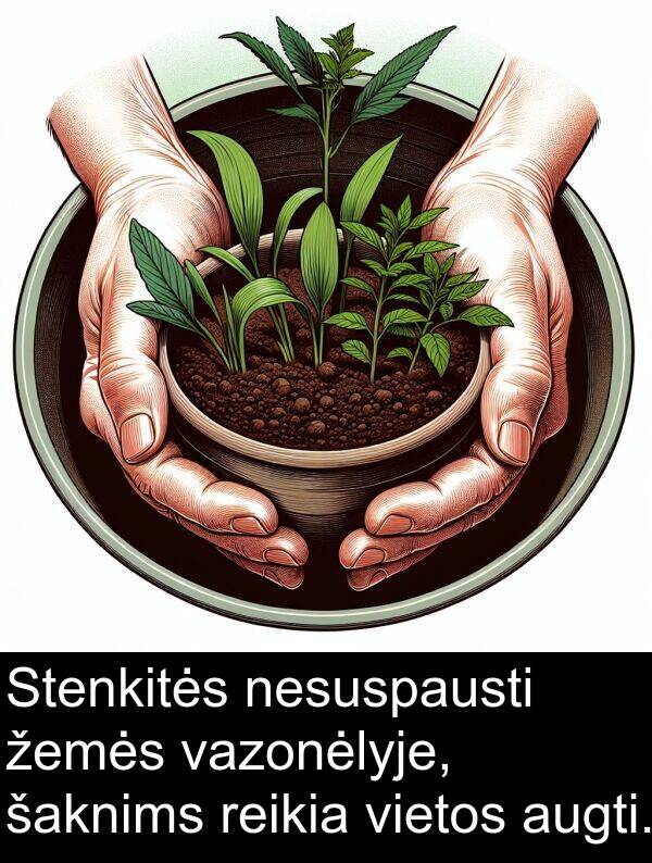 šaknims: Stenkitės nesuspausti žemės vazonėlyje, šaknims reikia vietos augti.