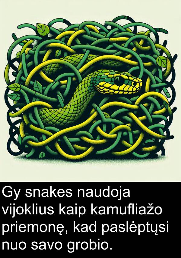 naudoja: Gy snakes naudoja vijoklius kaip kamufliažo priemonę, kad paslėptųsi nuo savo grobio.