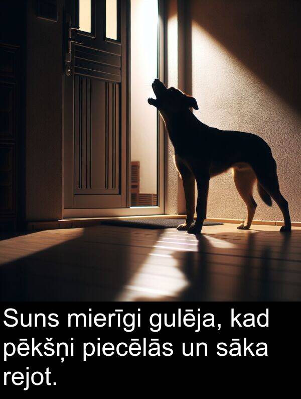 piecēlās: Suns mierīgi gulēja, kad pēkšņi piecēlās un sāka rejot.