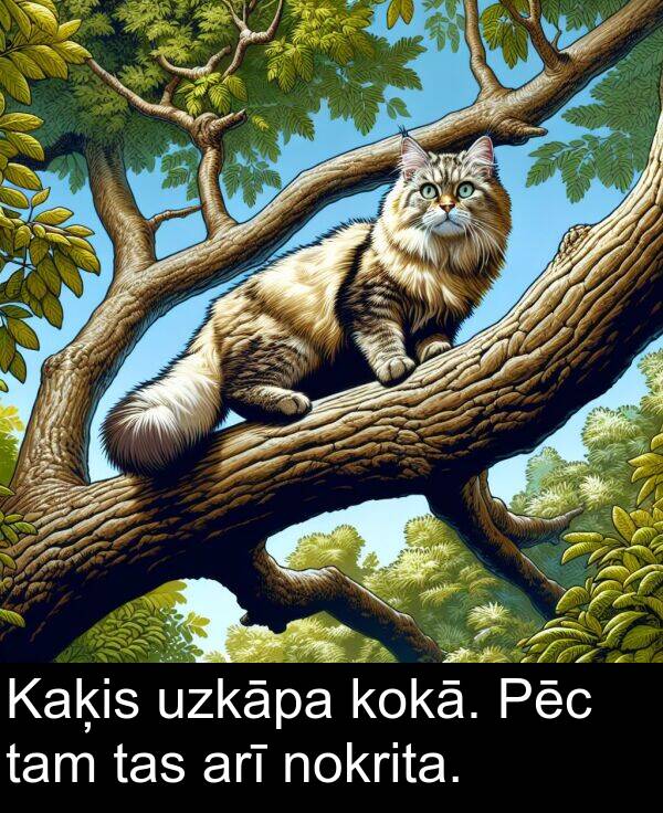 kokā: Kaķis uzkāpa kokā. Pēc tam tas arī nokrita.