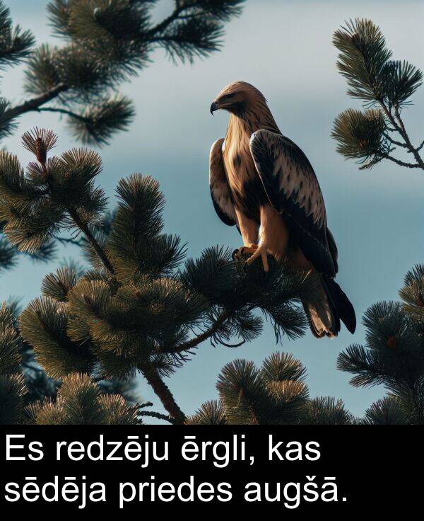 sēdēja: Es redzēju ērgli, kas sēdēja priedes augšā.