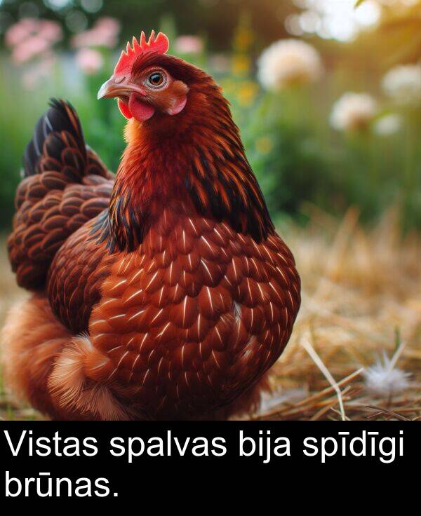 spīdīgi: Vistas spalvas bija spīdīgi brūnas.