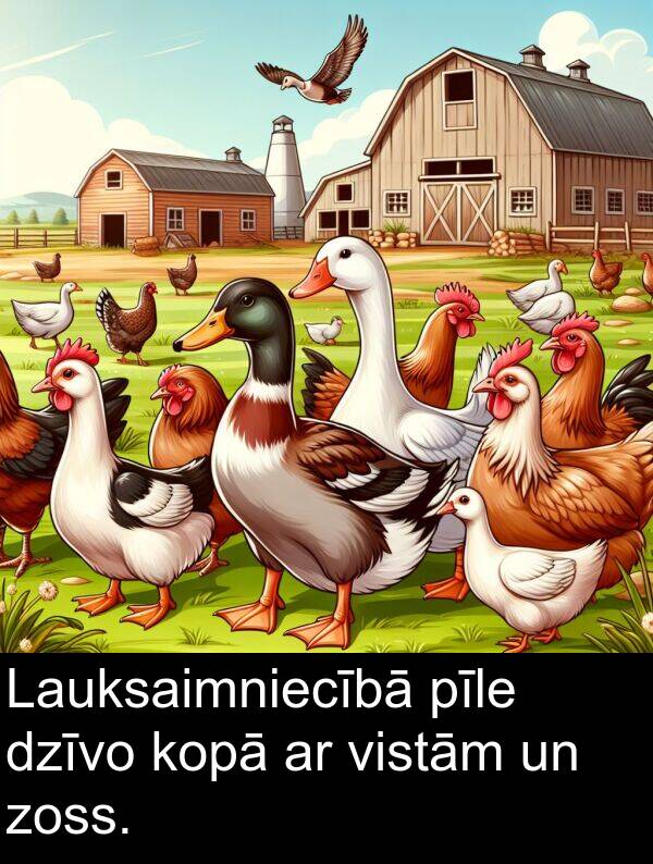 kopā: Lauksaimniecībā pīle dzīvo kopā ar vistām un zoss.