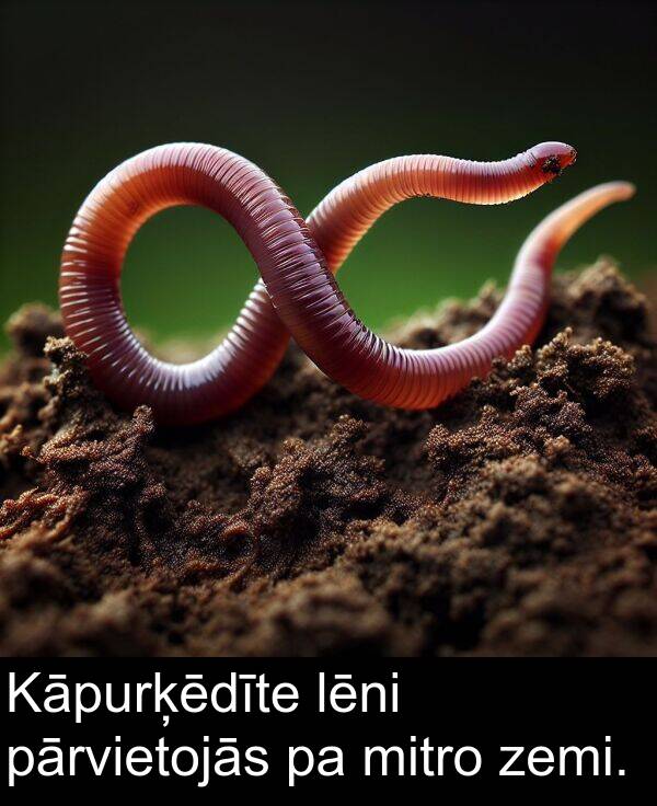 zemi: Kāpurķēdīte lēni pārvietojās pa mitro zemi.