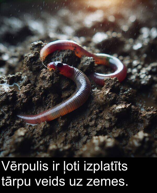 zemes: Vērpulis ir ļoti izplatīts tārpu veids uz zemes.