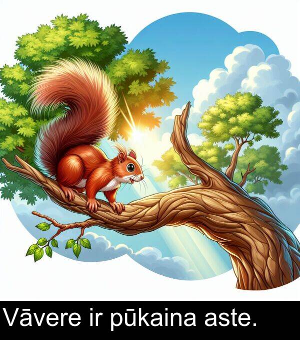 aste: Vāvere ir pūkaina aste.