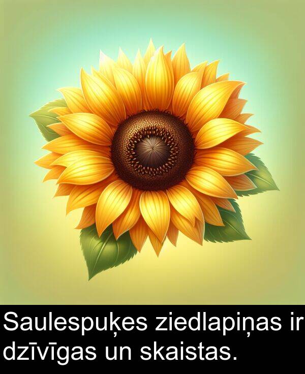 ziedlapiņas: Saulespuķes ziedlapiņas ir dzīvīgas un skaistas.