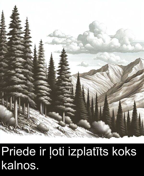 koks: Priede ir ļoti izplatīts koks kalnos.