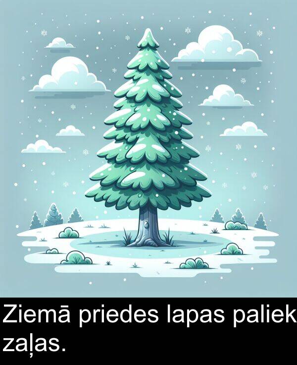 lapas: Ziemā priedes lapas paliek zaļas.