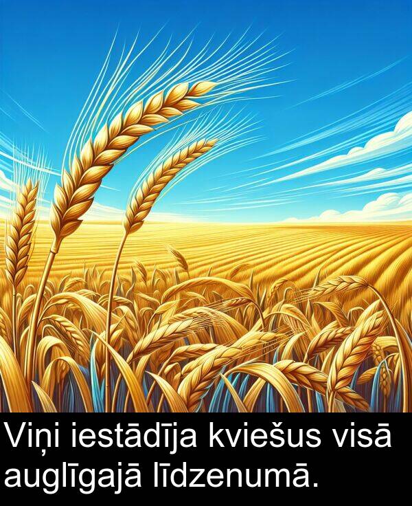 kviešus: Viņi iestādīja kviešus visā auglīgajā līdzenumā.