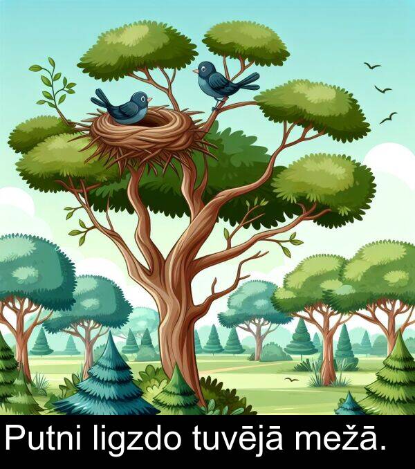 ligzdo: Putni ligzdo tuvējā mežā.