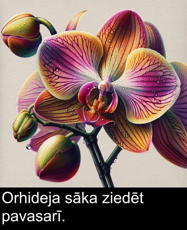 pavasarī: Orhideja sāka ziedēt pavasarī.