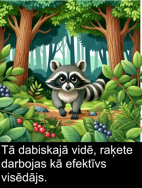 raķete: Tā dabiskajā vidē, raķete darbojas kā efektīvs visēdājs.