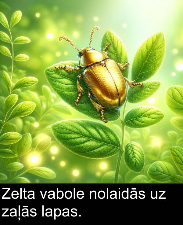lapas: Zelta vabole nolaidās uz zaļās lapas.