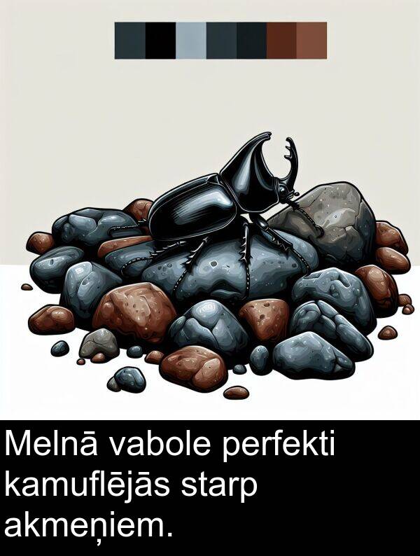 vabole: Melnā vabole perfekti kamuflējās starp akmeņiem.