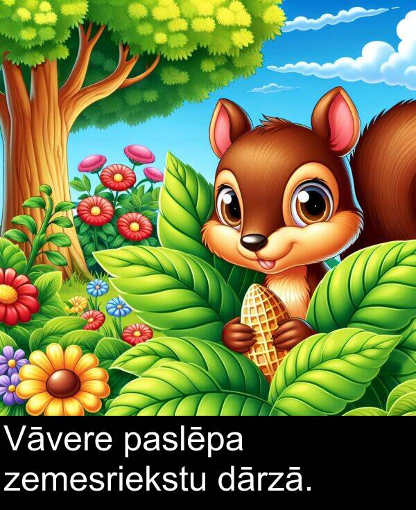 zemesriekstu: Vāvere paslēpa zemesriekstu dārzā.