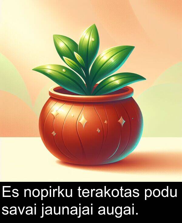 augai: Es nopirku terakotas podu savai jaunajai augai.