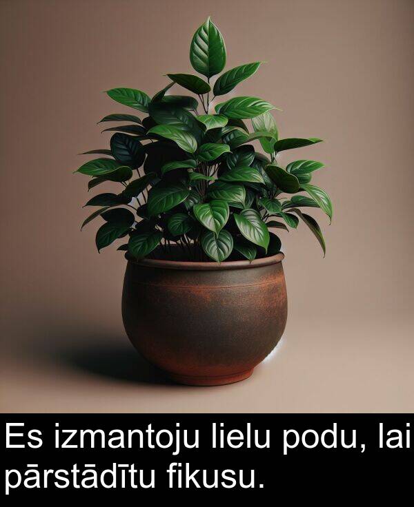 lielu: Es izmantoju lielu podu, lai pārstādītu fikusu.
