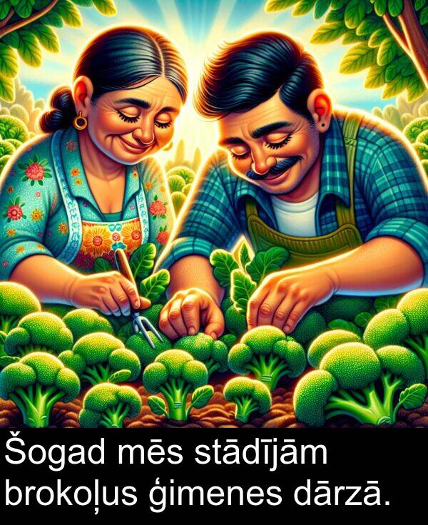 stādījām: Šogad mēs stādījām brokoļus ģimenes dārzā.