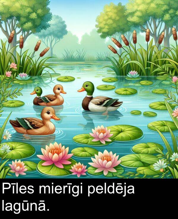 lagūnā: Pīles mierīgi peldēja lagūnā.