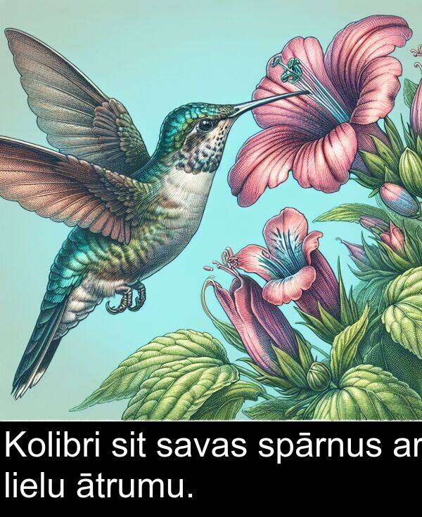 lielu: Kolibri sit savas spārnus ar lielu ātrumu.