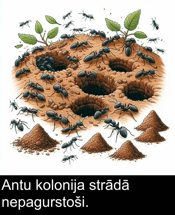 kolonija: Antu kolonija strādā nepagurstoši.