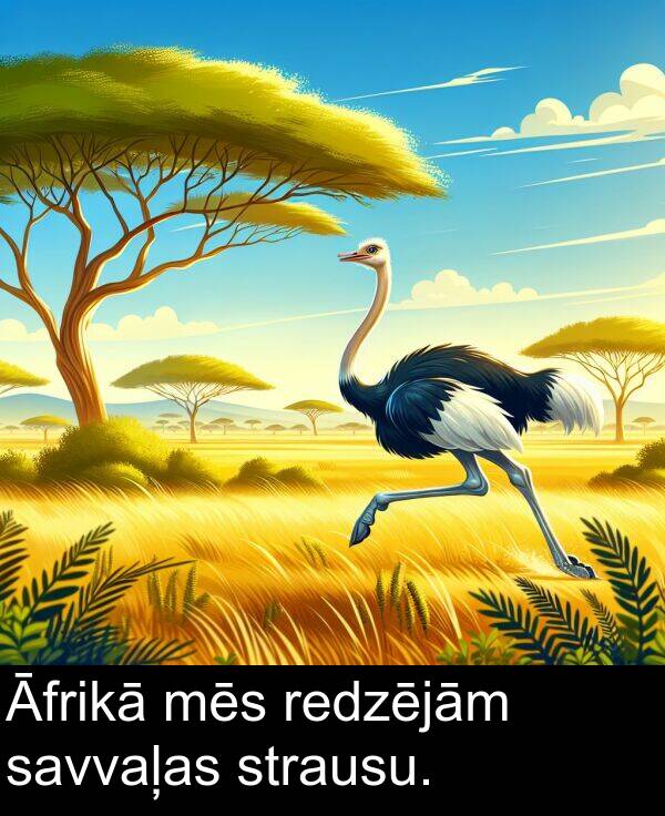 savvaļas: Āfrikā mēs redzējām savvaļas strausu.